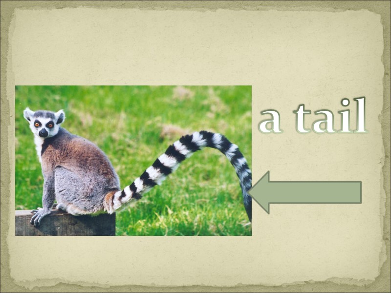 a tail